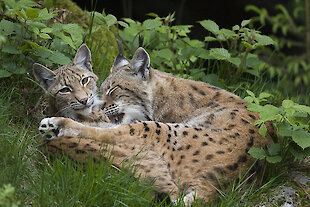 Luchse im Nationalpark